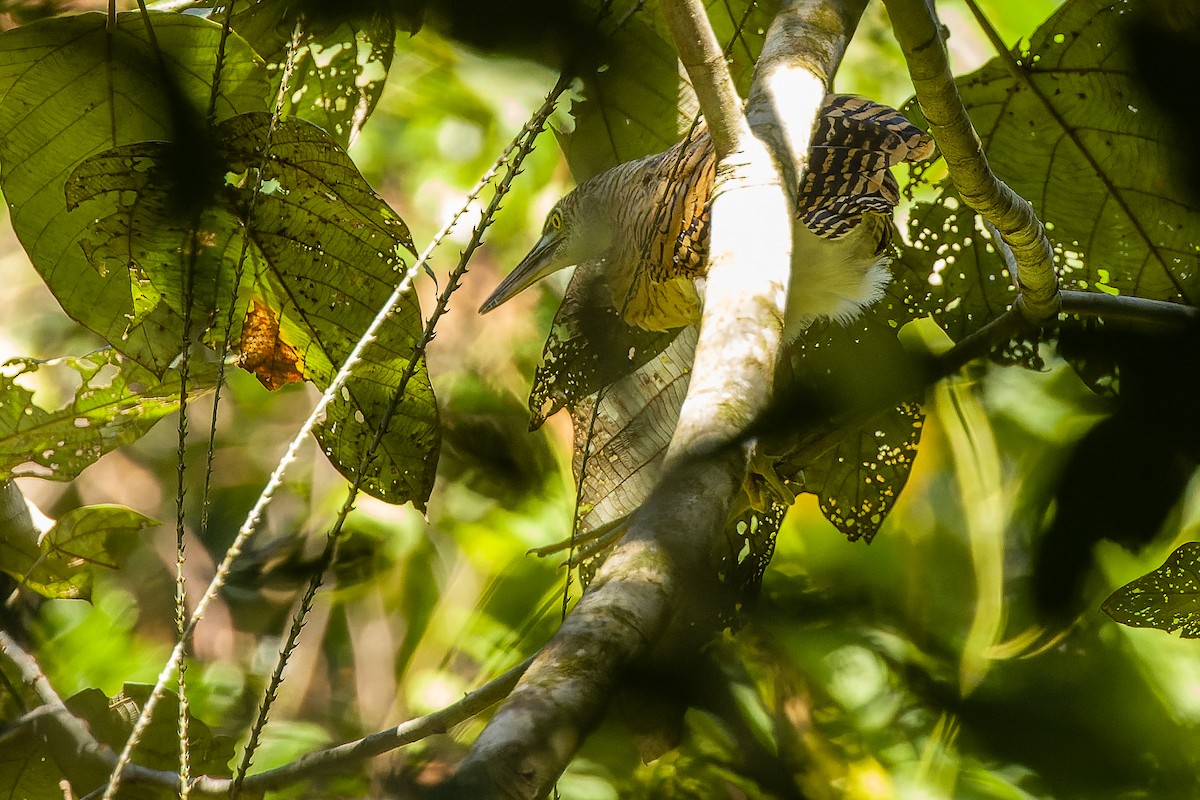 Forest Bittern - ML616619109