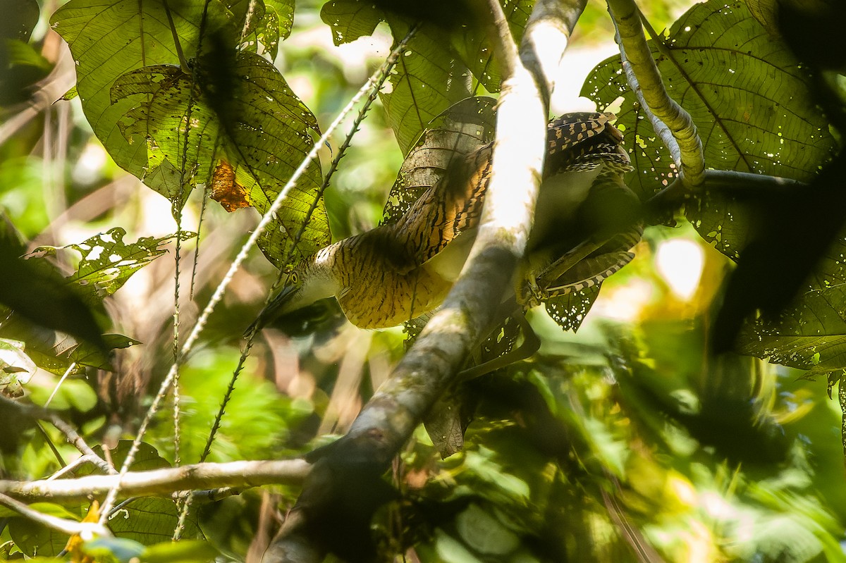 Forest Bittern - ML616619111