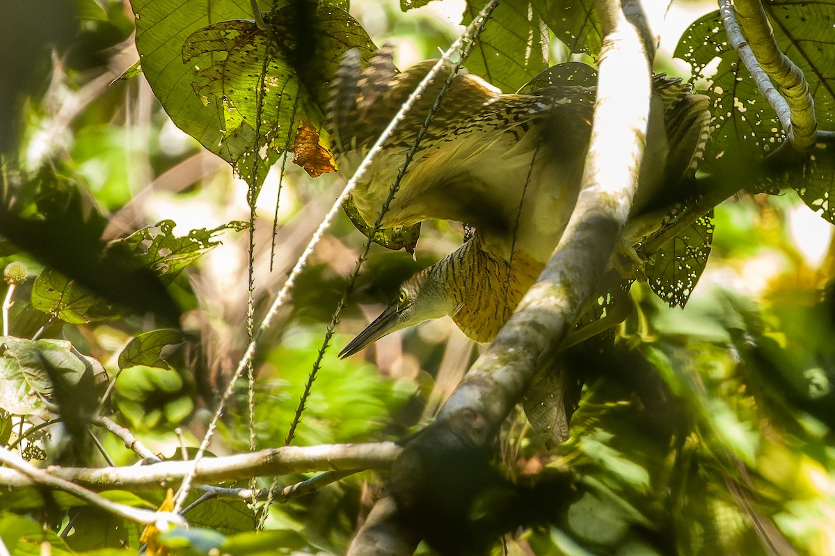 Forest Bittern - ML616619112