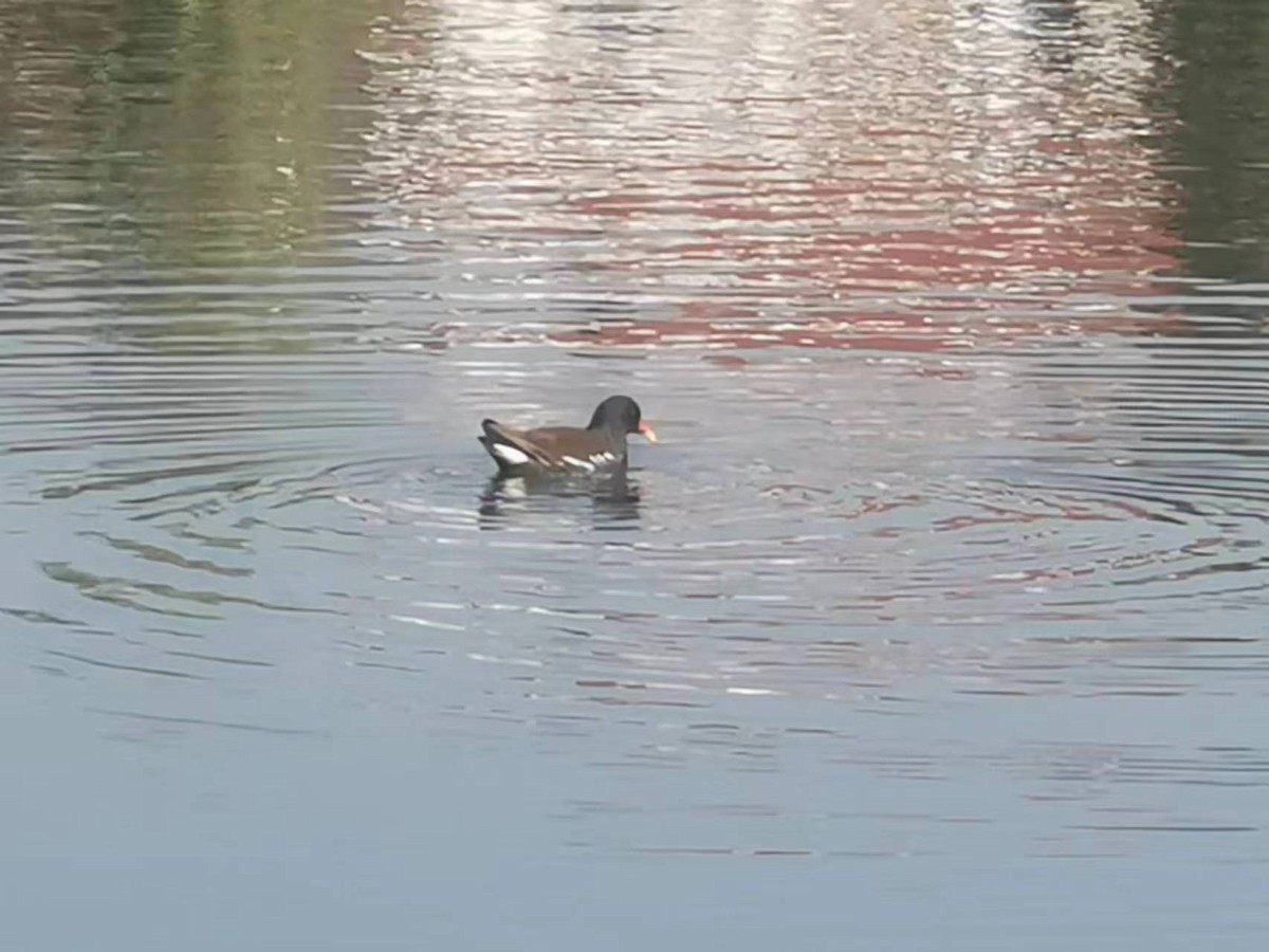 Eurasian Moorhen - ML616619114