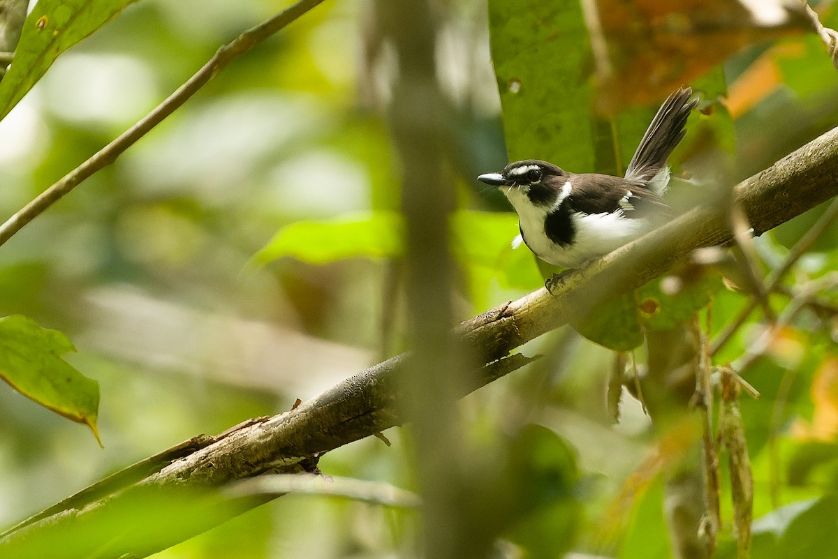 Black-sided Robin - ML616619151