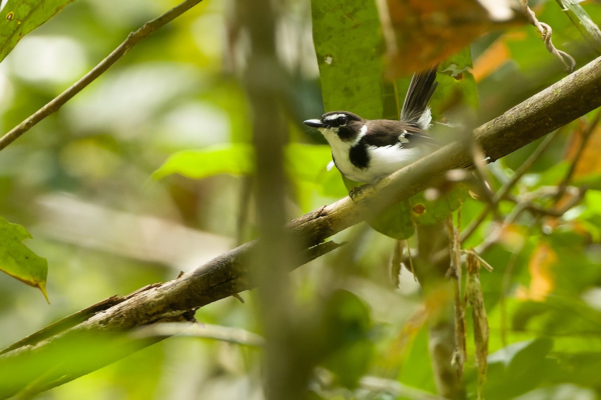 Black-sided Robin - ML616619152