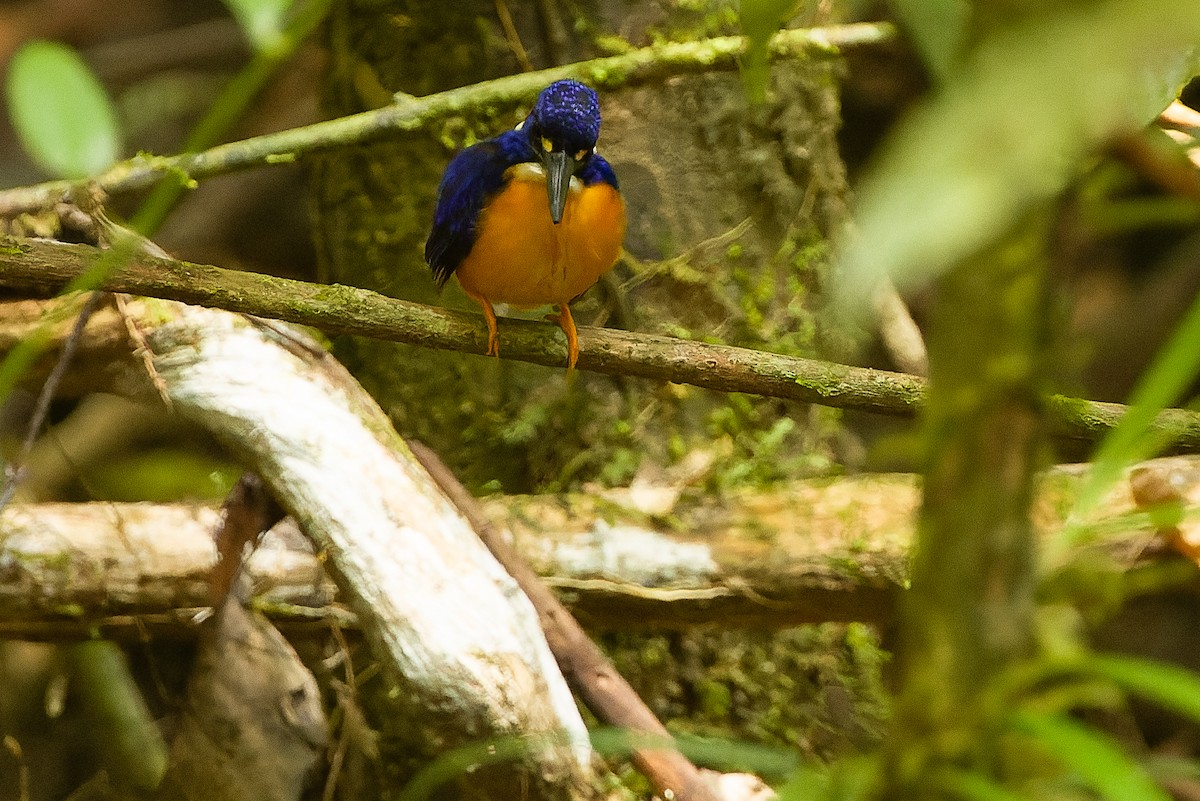 Papuan Dwarf-Kingfisher - ML616619165