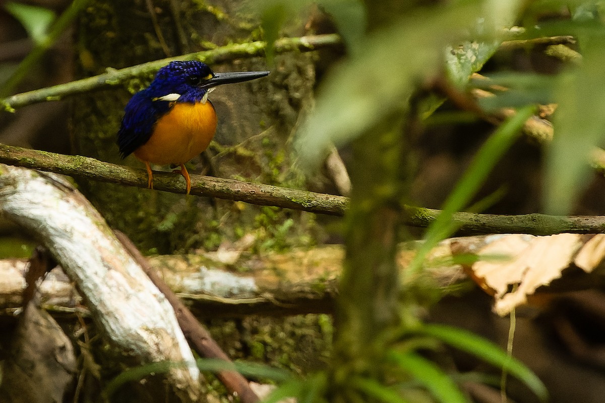 Papuan Dwarf-Kingfisher - ML616619166