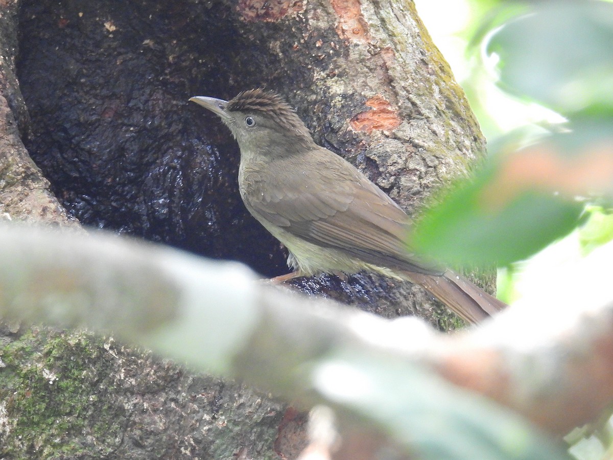 Charlotte's Bulbul - ML616619170