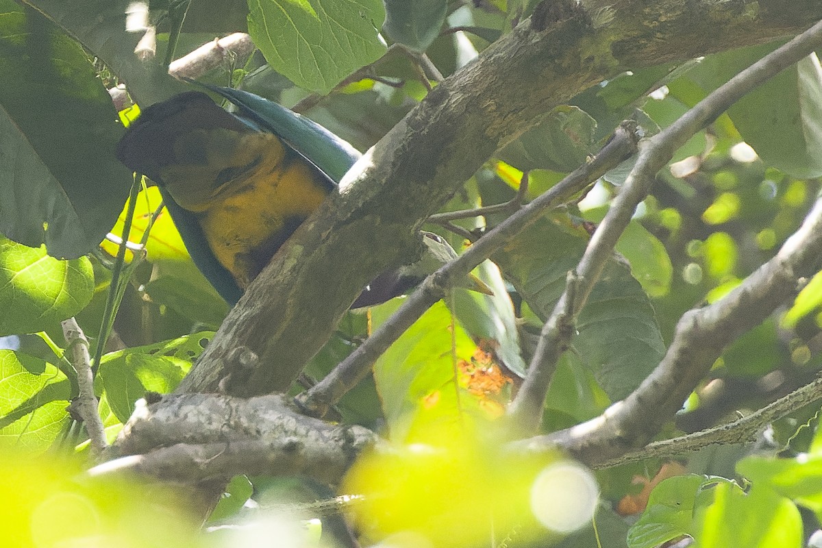 Wompoo Fruit-Dove - Joachim Bertrands