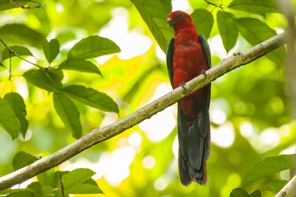 Moluccan King-Parrot - ML616619185