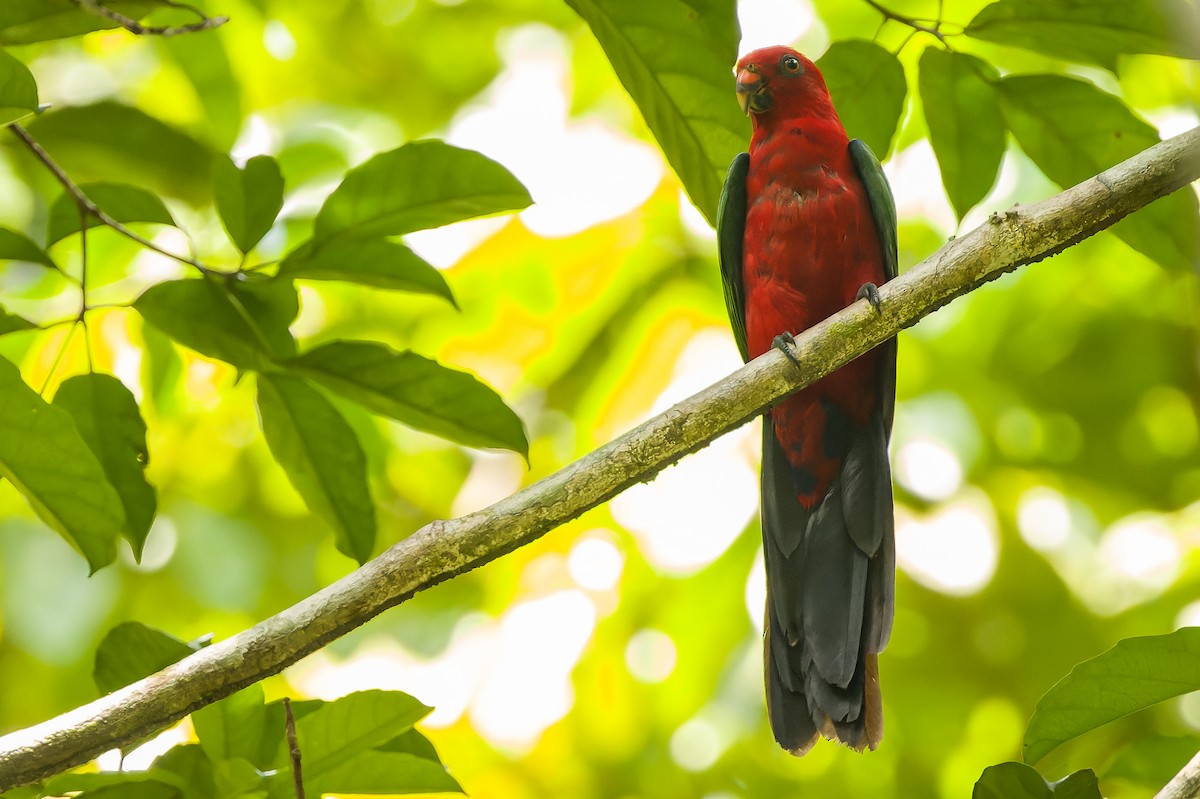 Moluccan King-Parrot - Joachim Bertrands