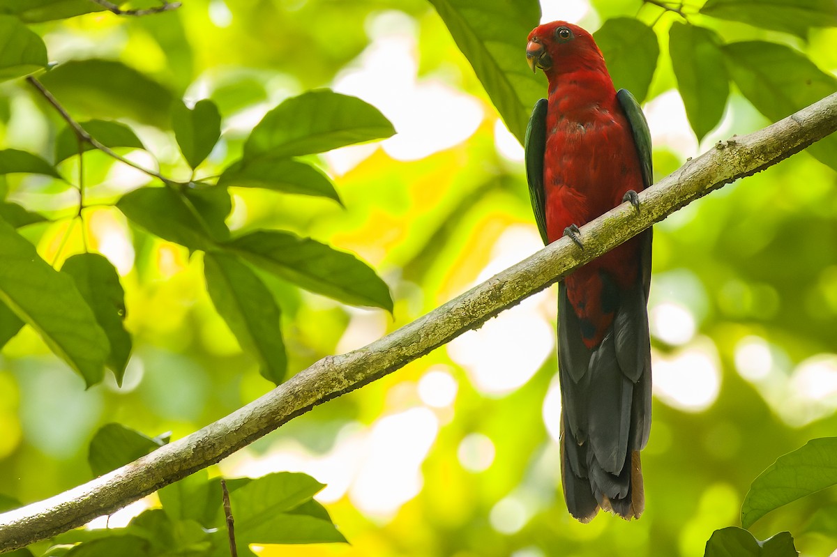 Moluccan King-Parrot - ML616619187