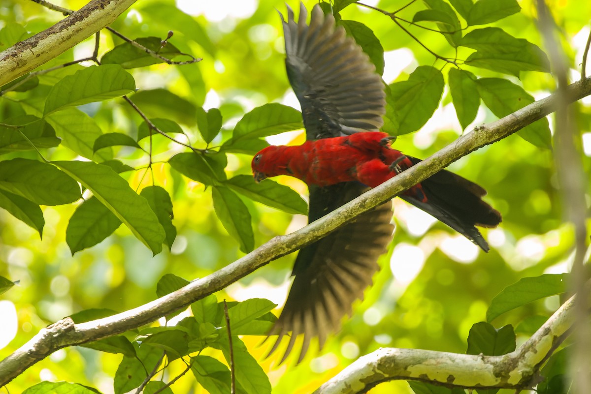 Moluccan King-Parrot - ML616619188