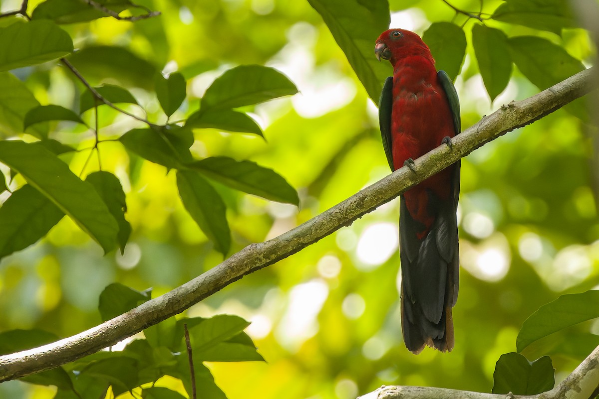 Moluccan King-Parrot - Joachim Bertrands