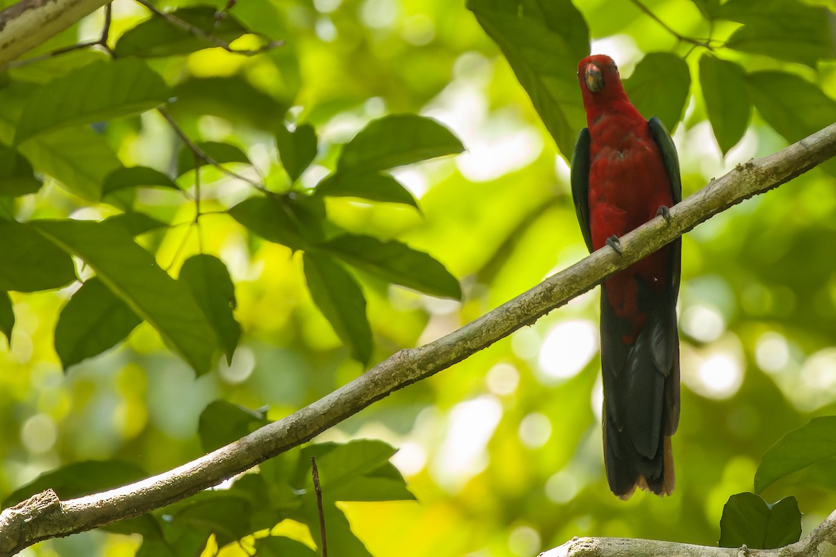 Moluccan King-Parrot - ML616619193