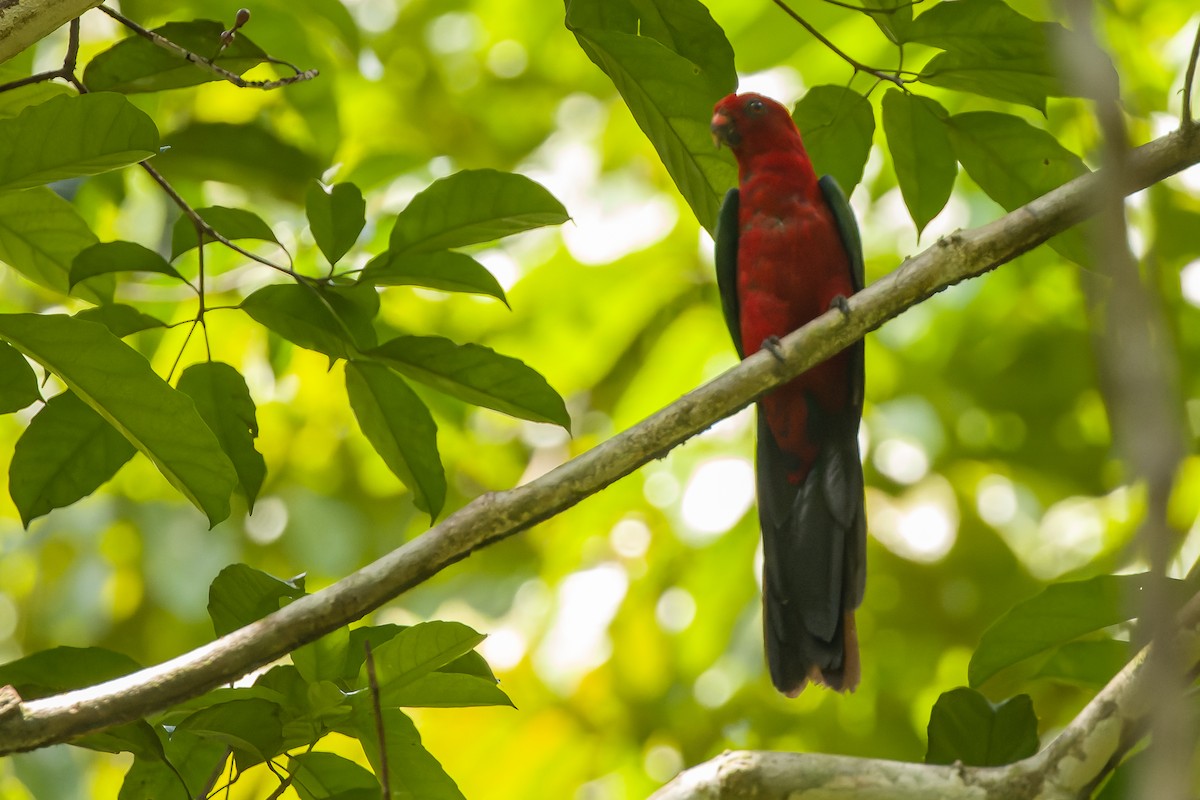 Moluccan King-Parrot - ML616619194