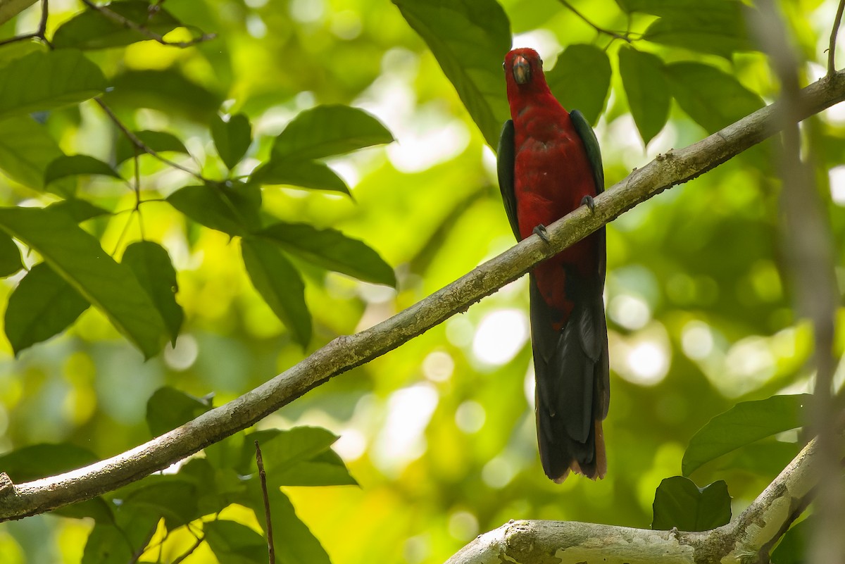 Moluccan King-Parrot - ML616619195