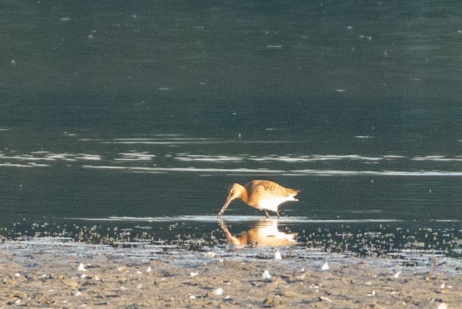 Black-tailed Godwit (islandica) - ML616619197