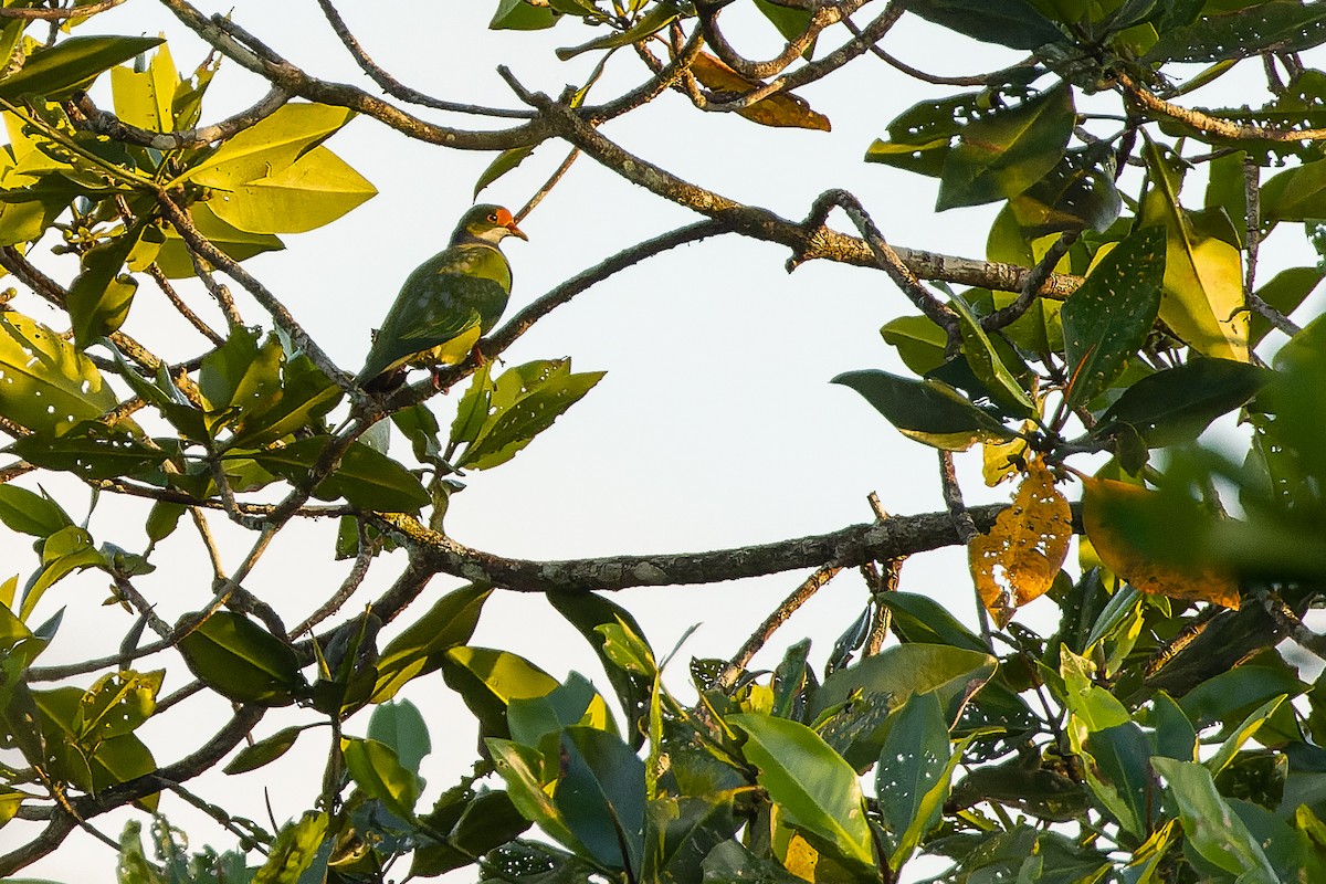 Orange-fronted Fruit-Dove - ML616619245