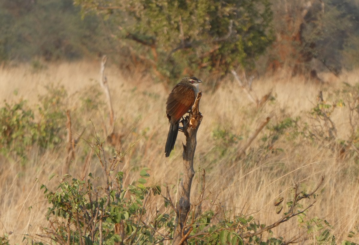 Coucal à sourcils blancs (superciliosus/loandae) - ML616619256