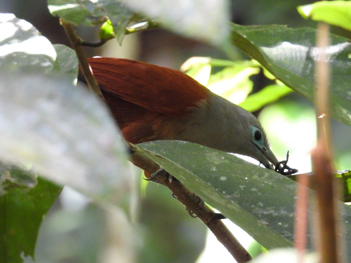 Raffles's Malkoha - ML616619280