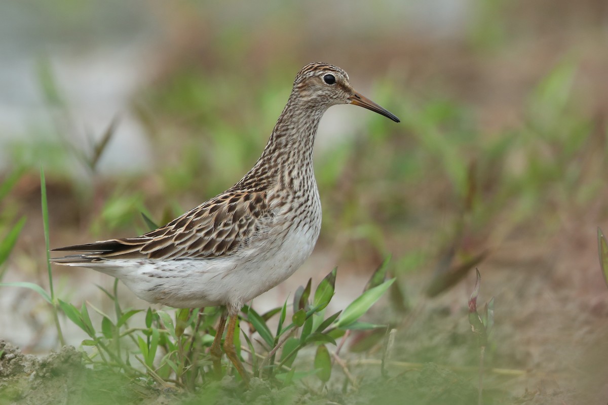 Pectoral Sandpiper - ML616619298