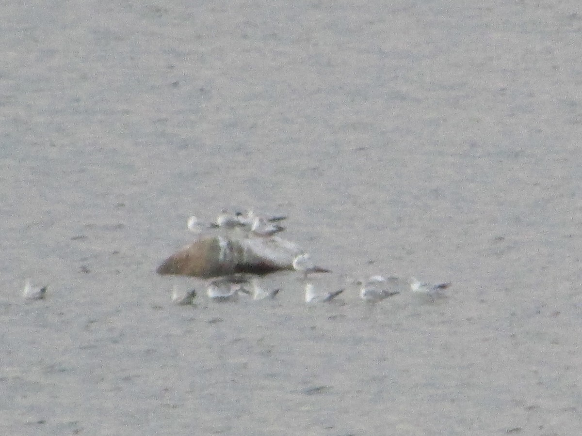 Caspian Tern - Mark Rhodes