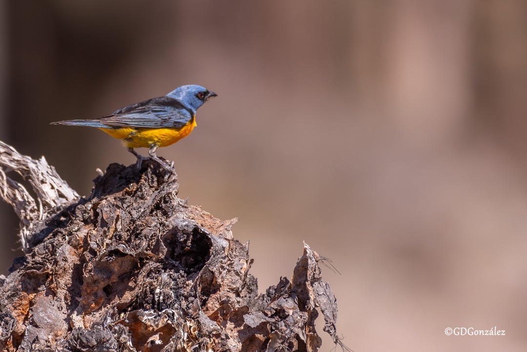 Blue-and-yellow Tanager - ML616619325