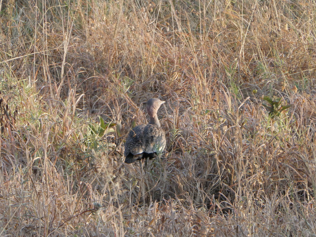 Buff-crested Bustard - Dieter Ebert