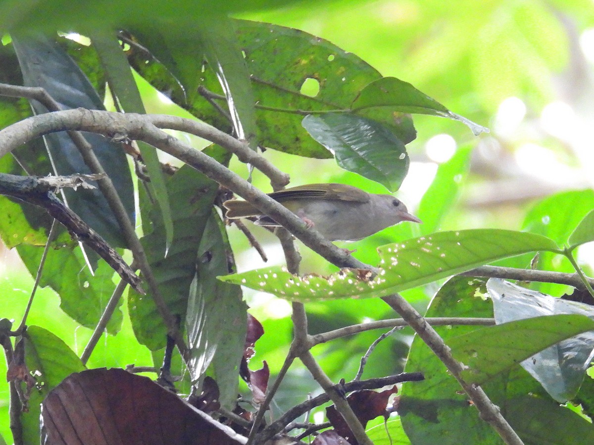 Yuhina Ventriblanca - ML616619364