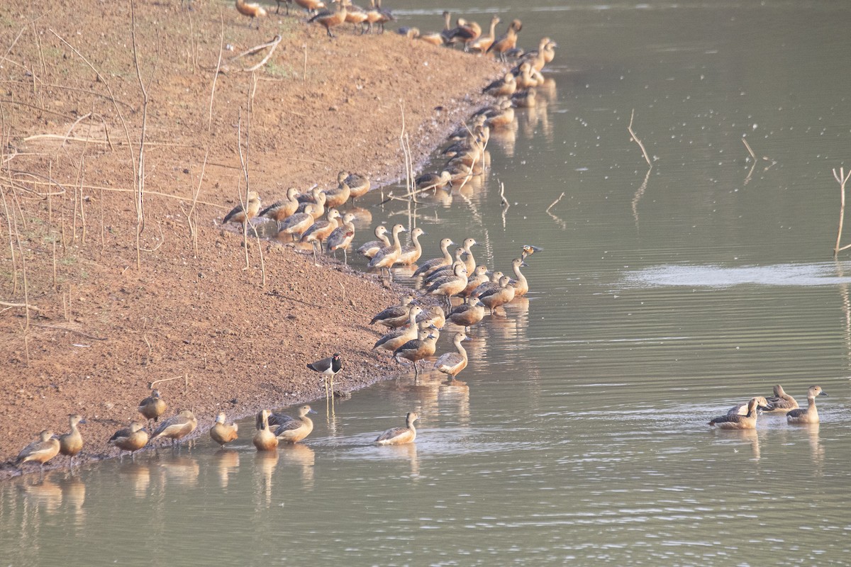 Lesser Whistling-Duck - ML616619378