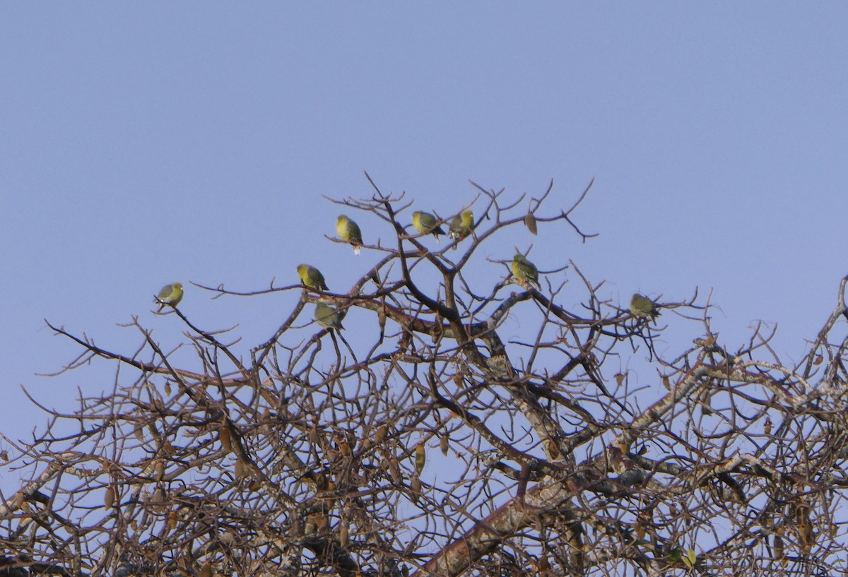 African Green-Pigeon - ML616619388