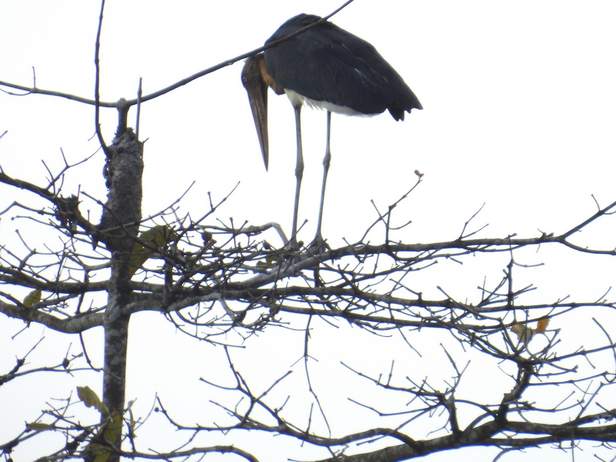 Lesser Adjutant - ML616619391