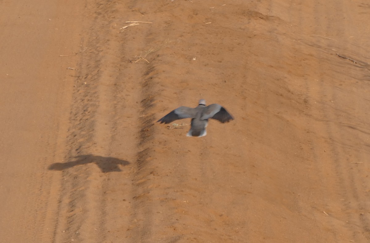 Ring-necked Dove - ML616619431