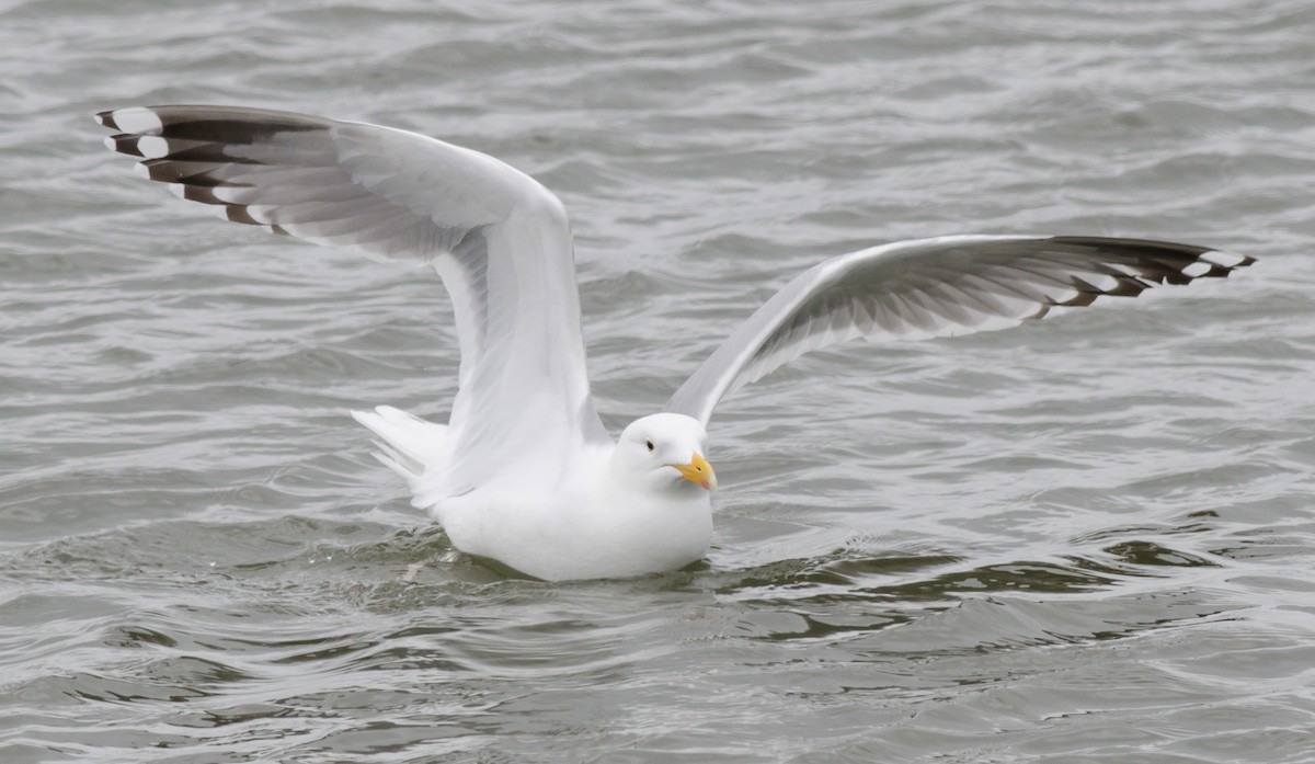 Herring Gull - Alix d'Entremont