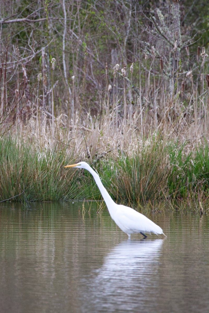 Great Egret - ML616619556