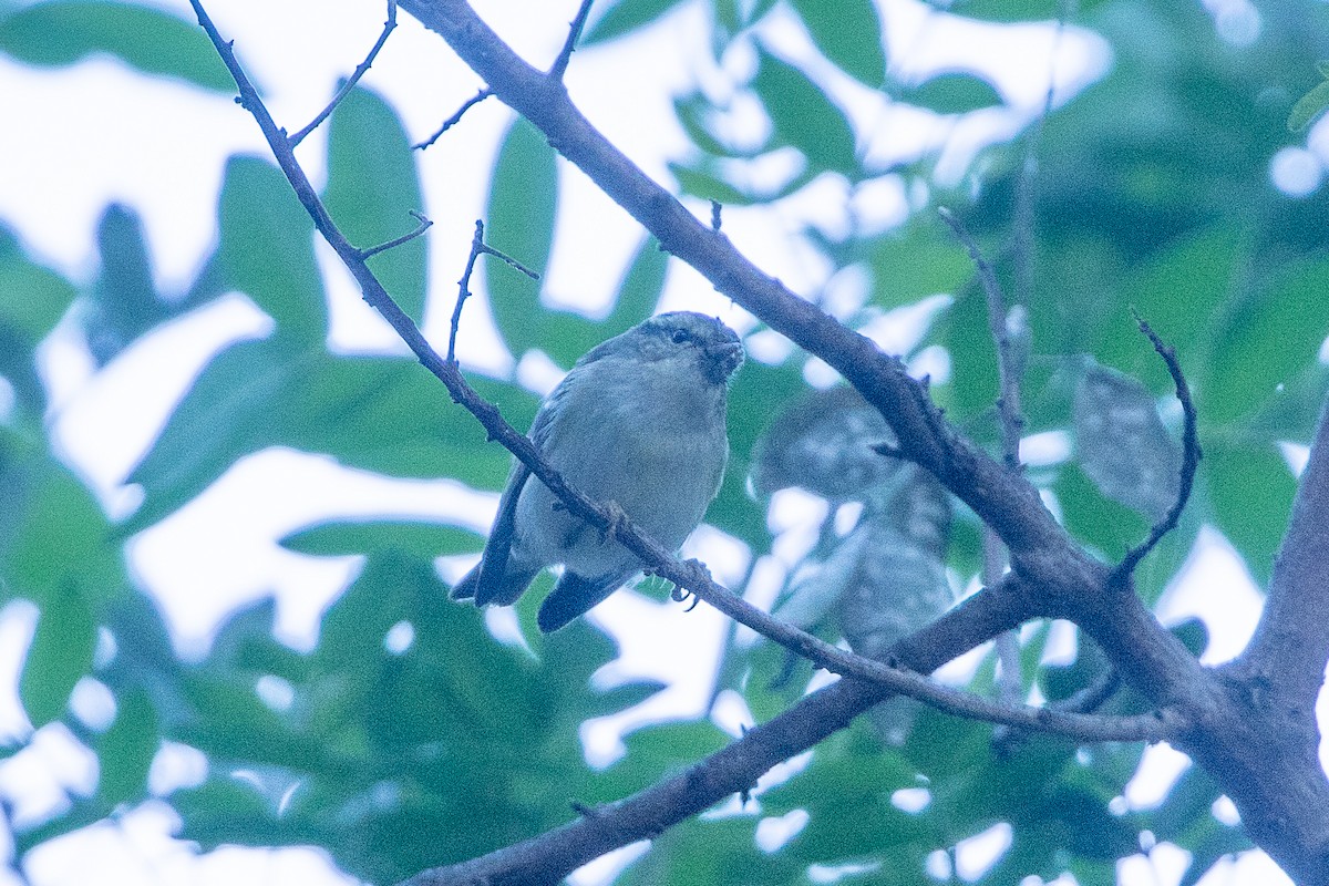 Yellow-browed Warbler - Neil Hayward