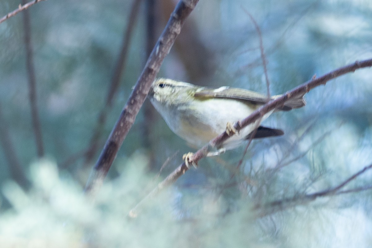 Yellow-browed Warbler - ML616619588