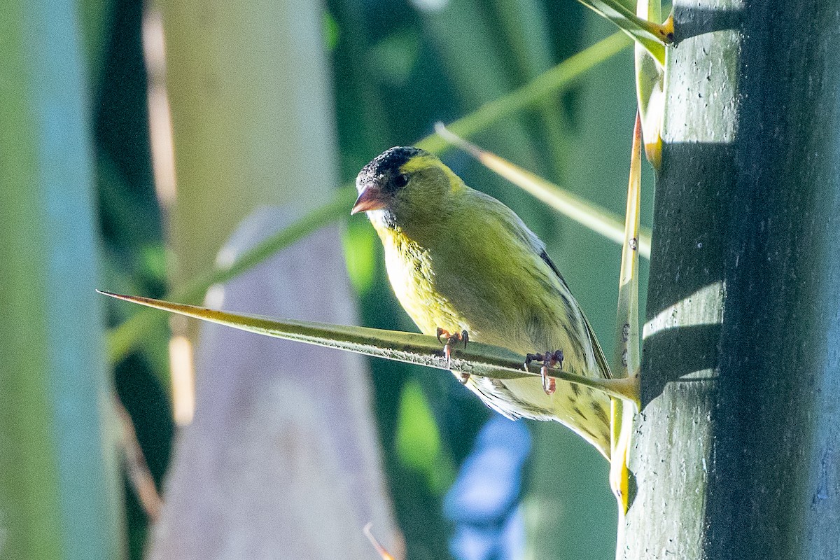 Eurasian Siskin - ML616619590