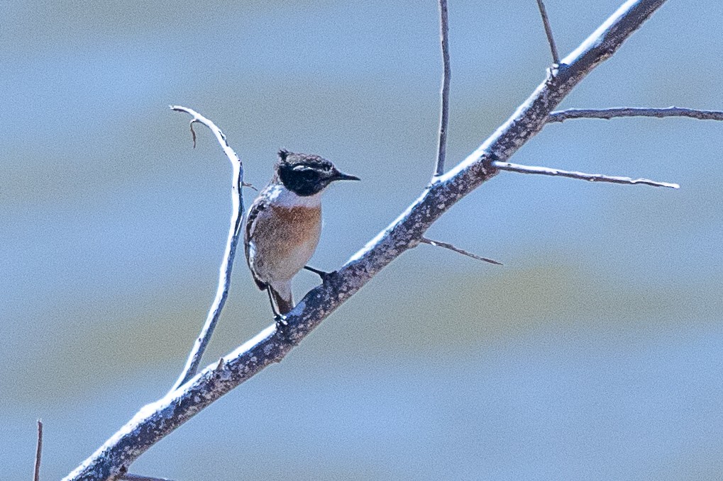 Fuerteventura Stonechat - ML616619628