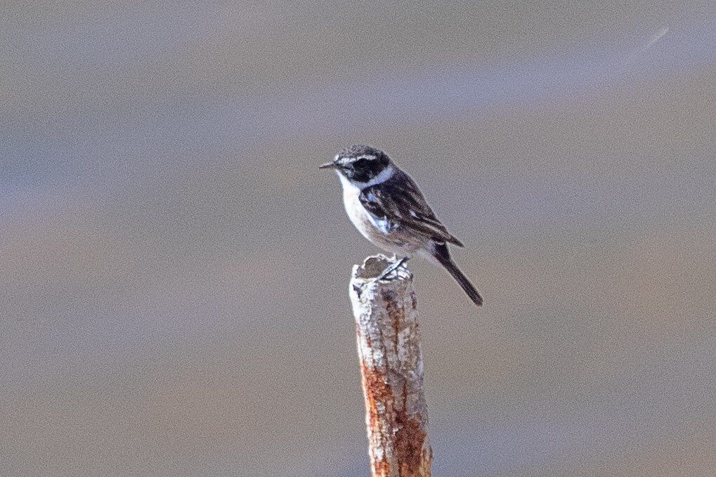 Fuerteventura Stonechat - Neil Hayward