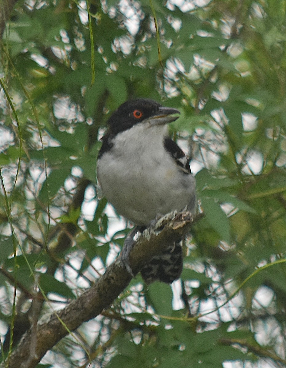 Great Antshrike - ML616619636