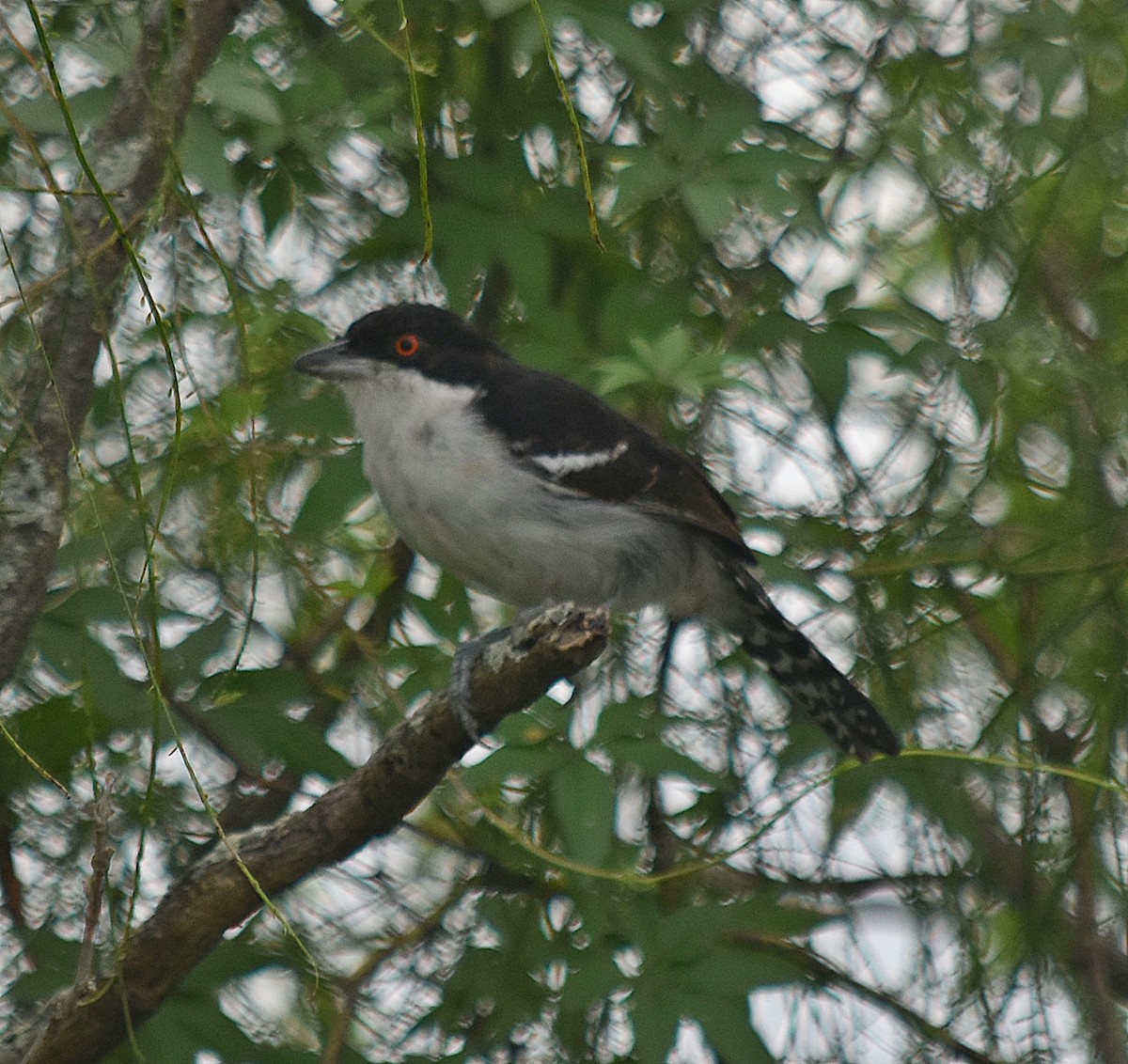 Great Antshrike - andres ebel