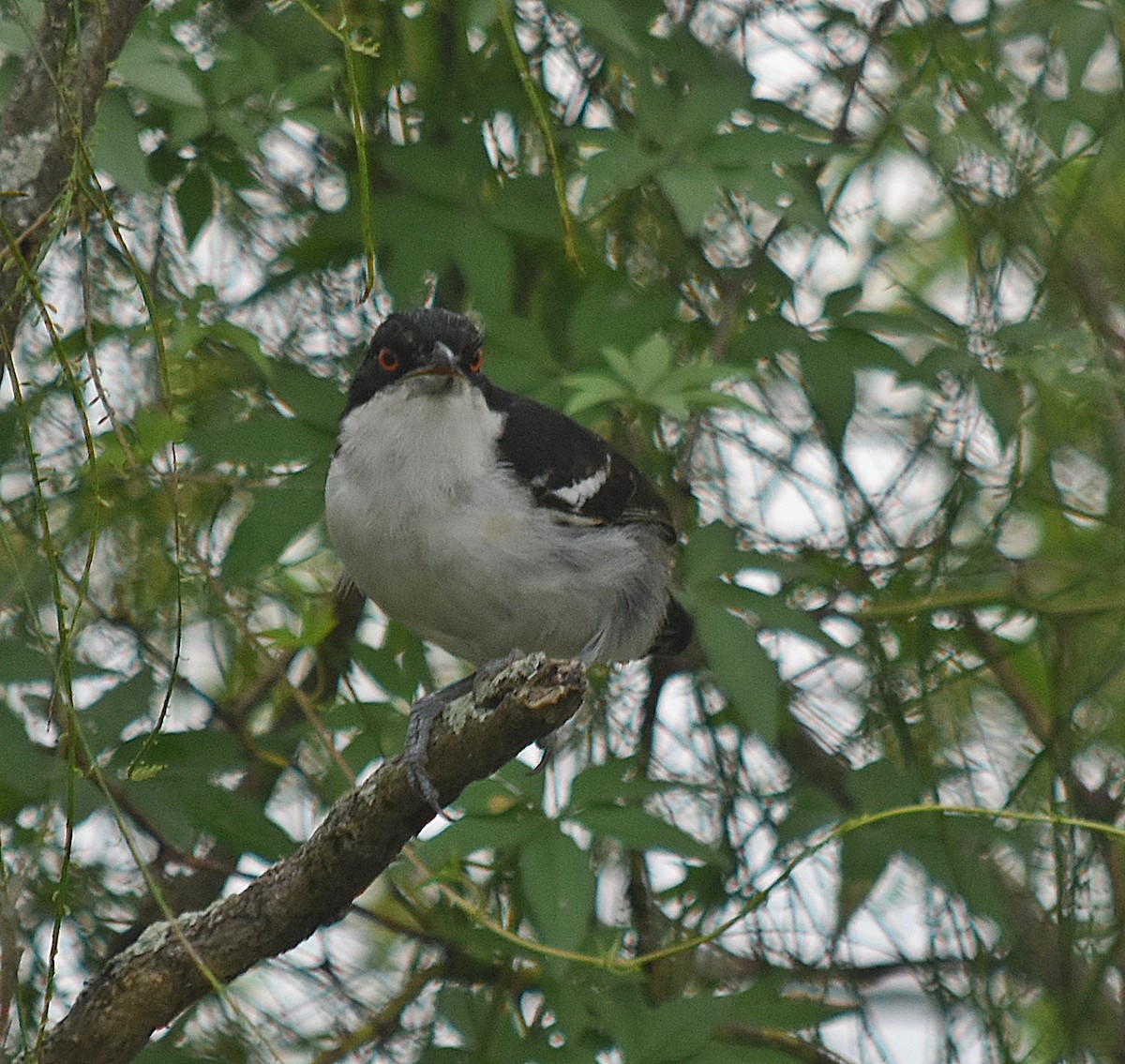 Great Antshrike - ML616619639