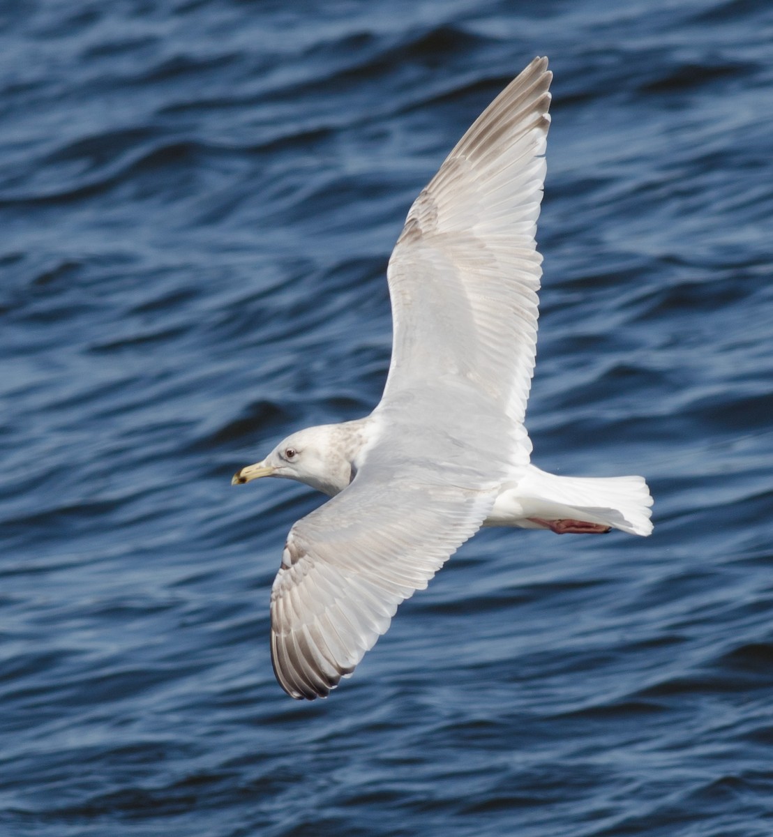 Iceland Gull (Thayer's) - Alix d'Entremont