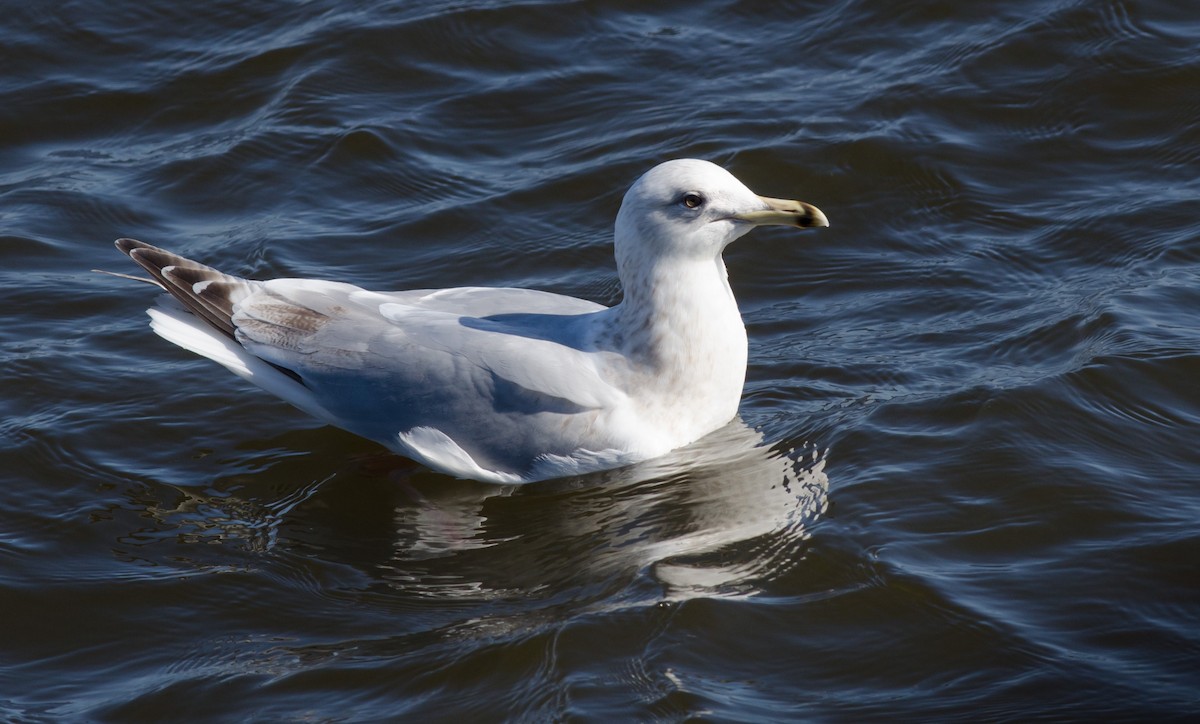 Iceland Gull (Thayer's) - Alix d'Entremont