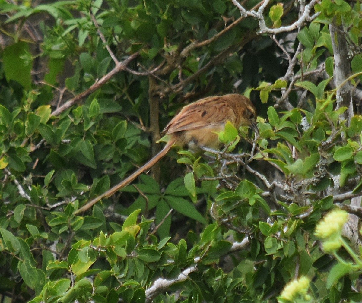 Chotoy Spinetail - andres ebel