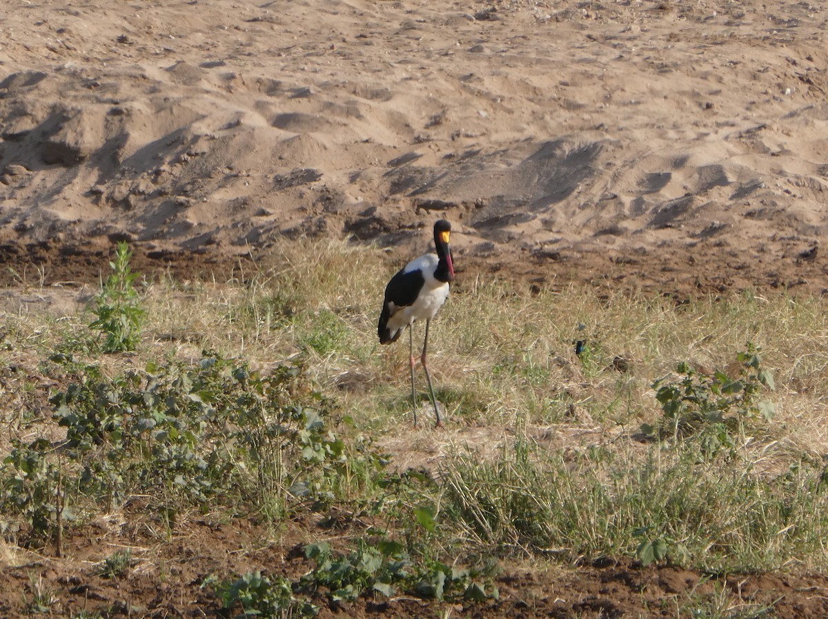 Saddle-billed Stork - ML616619693