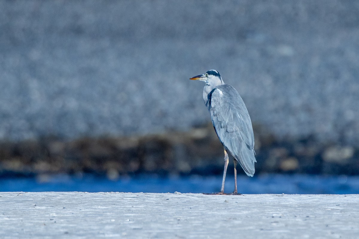 Gray Heron - ML616619697