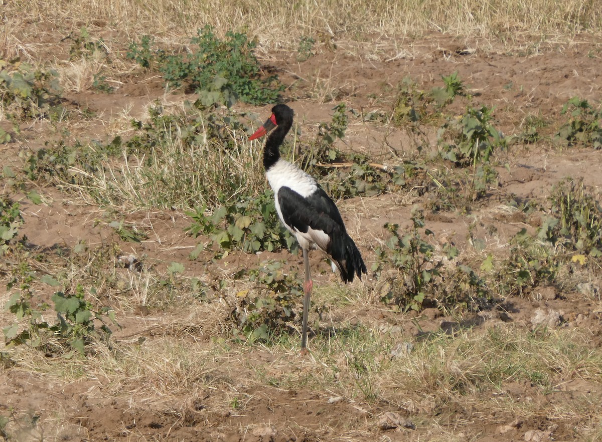 sadelnebbstork - ML616619708