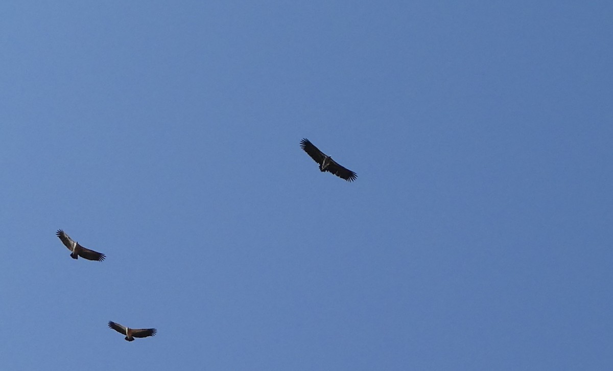 Lappet-faced Vulture - ML616619735