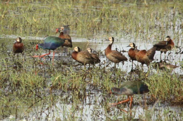 White-faced Whistling-Duck - ML616619755