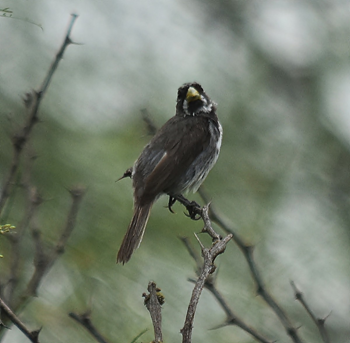 Double-collared Seedeater - andres ebel